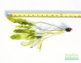Madagascar Lace Plant (Aponogeton madagascariensis) (Small)