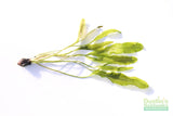 Madagascar Lace Plant (Aponogeton madagascariensis) (Small)