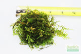 Spiky Moss-  Selaginella Rupestris Aquarium Moss For Sale. Aquarium Plant For Sale. Moss on white with ruler. 3.5"