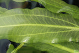 Major Sword_Echinodorus Major_Ruffled Swords_Aquarium Plant_Aquarium Plants_Planted Aquarium_Aquarium Plants For Sale