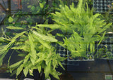 Major Sword_Echinodorus Major_Ruffled Swords_Aquarium Plant_Aquarium Plants_Planted Aquarium_Aquarium Plants For Sale