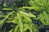 Major Sword_Echinodorus Major_Ruffled Swords_Aquarium Plant_Aquarium Plants_Planted Aquarium_Aquarium Plants For Sale