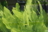 Major Sword_Echinodorus Major_Ruffled Swords_Aquarium Plant_Aquarium Plants_Planted Aquarium_Aquarium Plants For Sale