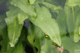 Major Sword_Echinodorus Major_Ruffled Swords_Aquarium Plant_Aquarium Plants_Planted Aquarium_Aquarium Plants For Sale