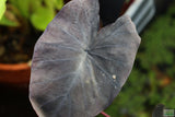 Taro Plants