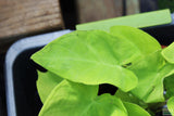 Taro Plants
