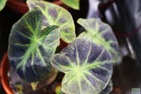 Taro Plants