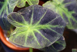 Taro Plants 