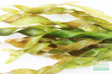 Val Asiatica Biwaensis_Thick corkscrew val_vallisneria_Aquarium plants for sale_aquarium plant