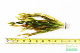Val Asiatica Biwaensis_Thick corkscrew val_vallisneria_Aquarium plants for sale_aquarium plant