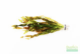 Val Asiatica Biwaensis_vallisneria_Aquarium plant for sale_aquarium plants for sale