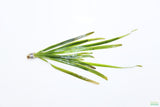 Vallisneria "Jungle Val"  EASY Background Aquarium Plant