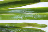 Vallisneria "Jungle Val"  EASY Background Aquarium Plant