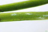 Vallisneria "Jungle Val"  EASY Background Aquarium Plant