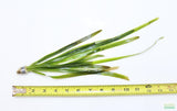 Vallisneria "Jungle Val"  EASY Background Aquarium Plant