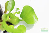Water Hyacinth