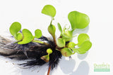 Water Hyacinth