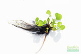 Water Hyacinth