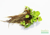 Water Lettuce for sale