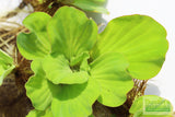 Water Lettuce for sale