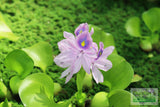 Water Hyacinth