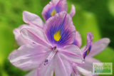 Water Hyacinth