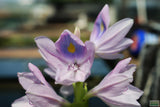 Water Hyacinth