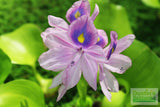 Water Hyacinth