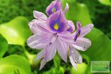 Water Hyacinth