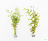 Water Sprite_Thalicroides_Thicer Leaves_Aquarium Plant For Sale
