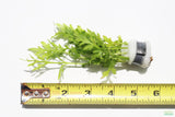 Water Sprite_Thalicroides_Thicer Leaves_Aquarium Plant For Sale