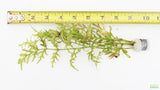 Water Sprite_Thalicroides_Thicer Leaves_Aquarium Plant For Sale