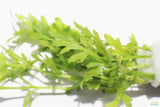 Water Sprite_Thalicroides_Thicer Leaves_Aquarium Plant For Sale