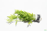 Water Sprite_Thalicroides_Thicer Leaves_Aquarium Plant For Sale