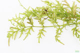 Water Sprite_Thalicroides_Thicer Leaves_Aquarium Plant For Sale