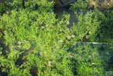Water Sprite_Thalicroides_Thicer Leaves_Aquarium Plant For Sale
