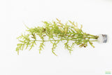Water Sprite_Thalicroides_Thicer Leaves_Aquarium Plant For Sale