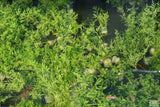 Water Sprite_Thalicroides_Thicer Leaves_Aquarium Plant For Sale