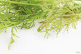 Water Sprite_Ceratopteris Thalicroides_Mega Hardy Plant_Aquarium Plants For sale_Aquarium Plant