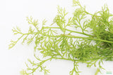 Water Sprite_Ceratopteris Thalicroides_Mega Hardy Plant_Aquarium Plants For sale_Aquarium Plant