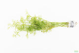 Water Sprite_Ceratopteris Thalicroides_Mega Hardy Plant_Aquarium Plants For sale_Aquarium Plant