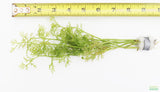 Water Sprite_Ceratopteris Thalicroides_Mega Hardy Plant_Aquarium Plants For sale_Aquarium Plant