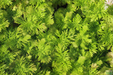 Water Wisteria The Hardiest Hygrophila_Hygrophila Difformis_Aquarium Plant_Aquarium Plants_Aquarium Plant For Sale