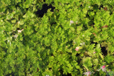 Water Wisteria The Hardiest Hygrophila_Hygrophila Difformis_Aquarium Plant_Aquarium Plants_Aquarium Plant For Sale