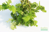 Water Wisteria The Hardiest Hygrophila_Hygrophila Difformis_Aquarium Plant_Aquarium Plants_Aquarium Plant For Sale