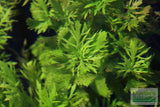 Water Wisteria The Hardiest Hygrophila_Hygrophila Difformis_Aquarium Plant_Aquarium Plants_Aquarium Plant For Sale