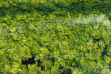 Water Wisteria The Hardiest Hygrophila_Hygrophila Difformis_Aquarium Plant_Aquarium Plants_Aquarium Plant For Sale