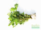 Water Wisteria The Hardiest Hygrophila_Hygrophila Difformis_Aquarium Plant_Aquarium Plants_Aquarium Plant For Sale