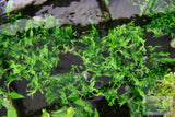 Java Fern Windelov_Aquarium Plant For Sale