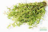 Rotala Rotundifolia Green_Aquarium Plant For Sale